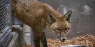 British fox makes 3,000-mile journey to New York after sneaking into cargo ship